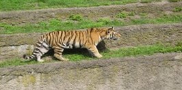 ZOO Lódž - Tygrys Amurski