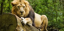 ZOO Ostrava -Lion