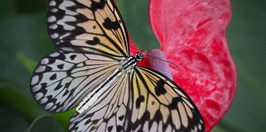 Butterflies House Karlovy Vary