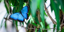 Butterfly House Papillonia