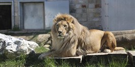 Pionyrska dolina ZOO sarajevo the lion