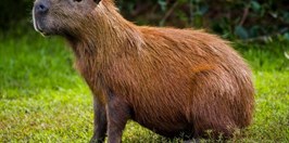 Zoo Plasy - Capybara vodní