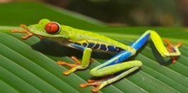 ZOO Lodz - Agalychnis Callidryas