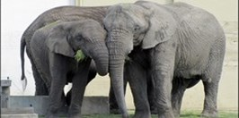 ZOO Warszawa - Elephant