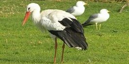 ZOO Warszawa - Stork