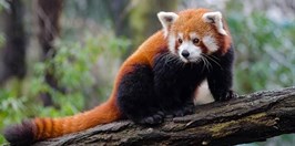 Zoo Ostrava Panda Červená