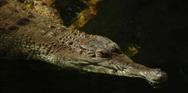 ZOO Ostrava - krokodýl štítnatý