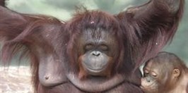 ZOO Ústí nad Labem - Orangutan Bornejský