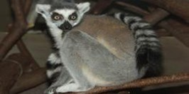 ZOO Ústí nad Labem - Lemur Kata