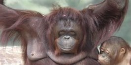 Ústí nad Labem Zoological Gardens -Ornagutan Bornean